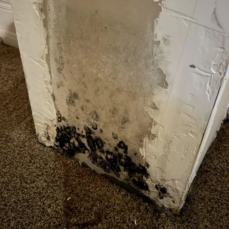 Professional Mold Removal in Dickeyville, WI